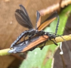 Xylobanus meyricki