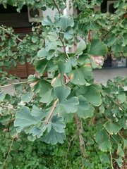 Ginkgo biloba