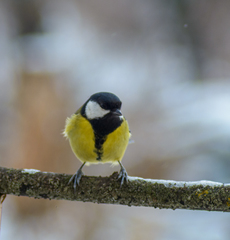 Parus major