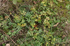 Phragmidium potentillae