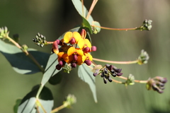 Daviesia cordata