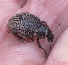 Catasarcus rugulosus