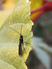 Braconidae