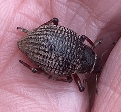 Catasarcus rugulosus