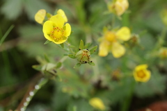 Phragmidium potentillae