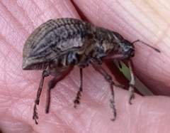 Catasarcus rugulosus