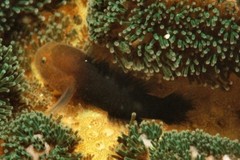 Paragobiodon modestus