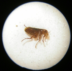 Pulicidae