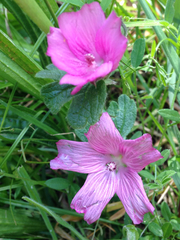 Sidalcea malviflora malviflora