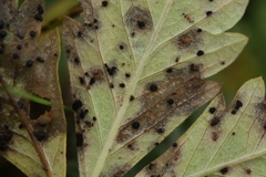 Phragmidium potentillae