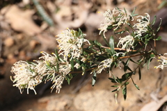 Grevillea pilulifera