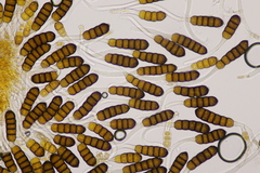 Phragmidium potentillae