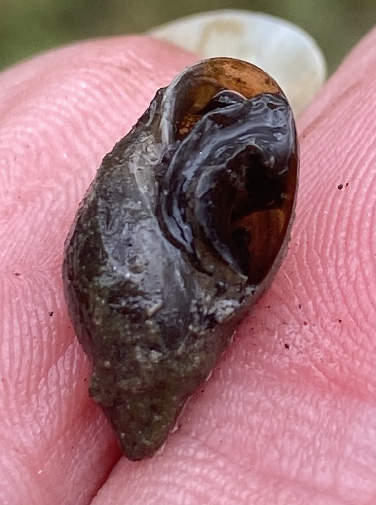 Glyptophysa georgiana