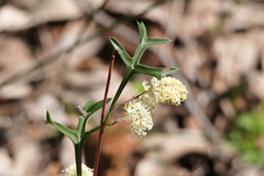 Grevillea synapheae