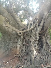 Ficus
