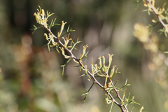Hakea erinacea