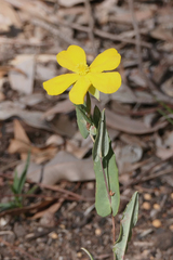 Hibbertia amplexicaulis