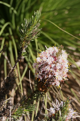 Isopogon asper