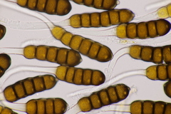 Phragmidium potentillae