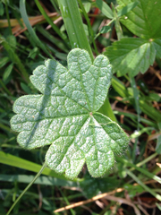 Sidalcea malviflora malviflora