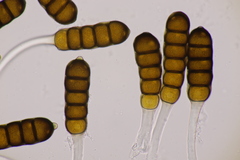 Phragmidium potentillae