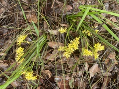 Conostylis aculeata