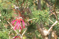 Melaleuca rupestris