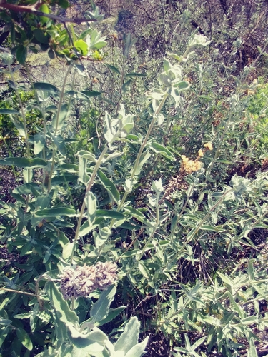 iNaturalist observation photo of purple sage