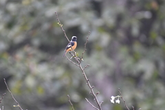 Phoenicurus auroreus