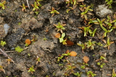 Lamprospora hispanica