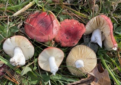 Russula cessans