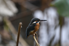 Alcedo atthis