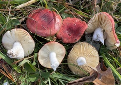 Russula cessans