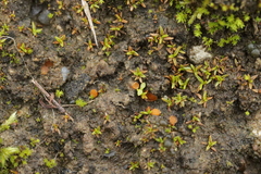 Lamprospora hispanica