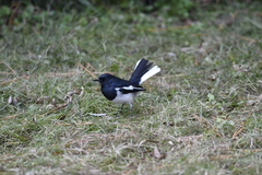 Copsychus saularis