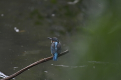 Alcedo atthis