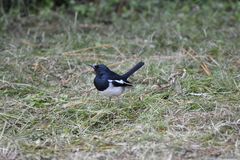 Copsychus saularis