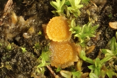 Lamprospora hispanica