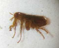 Pulicidae
