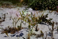 Pelargonium longicaule
