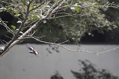 Phoenicurus auroreus