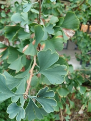 Ginkgo biloba