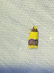 Heterallactis microchrysa