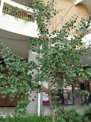 Ginkgo biloba