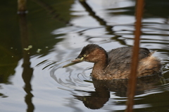 Tachybaptus ruficollis