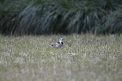 Motacilla alba