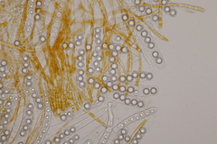 Lamprospora hispanica