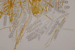 Lamprospora hispanica