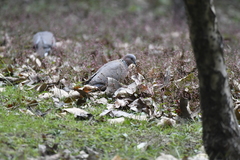 Streptopelia chinensis