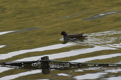 Gallinula chloropus